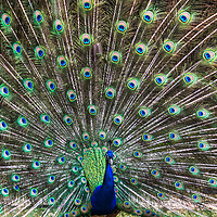 Buy canvas prints of Lovely show of feathers from this Peacock by Clive Wells