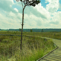 Buy canvas prints of Lone tree next to boardwalk at wolverton in Norfol by Clive Wells
