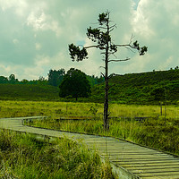 Buy canvas prints of Boardwalk with single small tree at Wolverton in N by Clive Wells