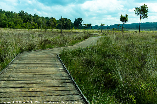 View along the boardwalk at Wolverton in Norfolk Picture Board by Clive Wells