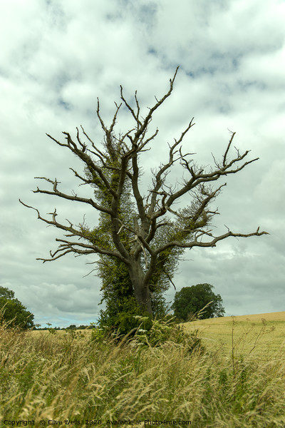 Strange tree at Blisworth, Northamptonshire Picture Board by Clive Wells