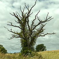 Buy canvas prints of Strange tree at Blisworth, Northamptonshire by Clive Wells