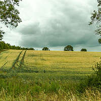 Buy canvas prints of Tractor marks in the corn field at Blisworth, Nort by Clive Wells