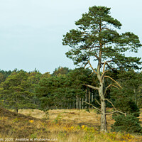 Buy canvas prints of Lone tree seen at Wolverton in Norfolk. by Clive Wells