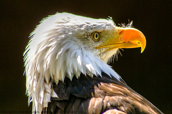 Head shot , Bald Eagle Picture Board by Clive Wells