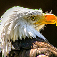 Buy canvas prints of Head shot , Bald Eagle by Clive Wells
