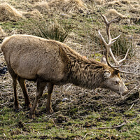 Buy canvas prints of Wild stag by Clive Wells