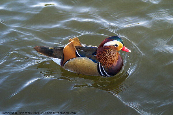 Mandarin duck Picture Board by Clive Wells