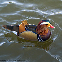 Buy canvas prints of Mandarin duck by Clive Wells