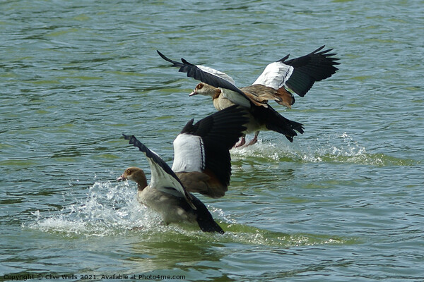 Egyptian geese Picture Board by Clive Wells