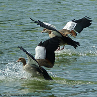 Buy canvas prints of Egyptian geese by Clive Wells