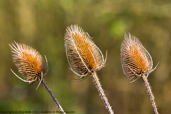 Three Thistle heads seen in the sun early in the y Picture Board by Clive Wells