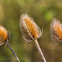 Buy canvas prints of Three Thistle heads seen in the sun early in the y by Clive Wells