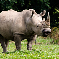 Buy canvas prints of Southern White Rhino by Clive Wells