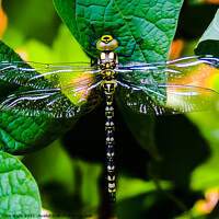 Buy canvas prints of Southern Hawker dragonfly. by Clive Wells