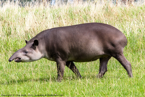 Tapir Picture Board by Clive Wells