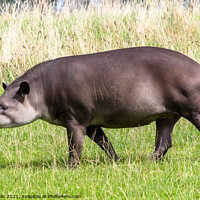 Buy canvas prints of Tapir by Clive Wells
