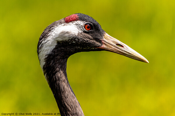 Eurasian Crane head shot Picture Board by Clive Wells