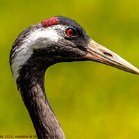 Buy canvas prints of Eurasian Crane head shot by Clive Wells