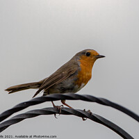Buy canvas prints of Robin at rest by Clive Wells