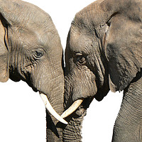Buy canvas prints of Elephants greeting on white background by Sue Hoppe
