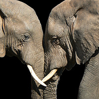 Buy canvas prints of Two elephants greeting black background by Sue Hoppe