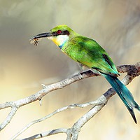 Buy canvas prints of Swallow-tailed Bee-eater with bee by Sue Hoppe