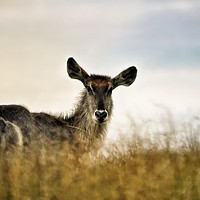 Buy canvas prints of Waterbuck in long grass by Sue Hoppe