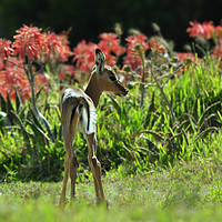 Buy canvas prints of Baby Impala with aloes by Sue Hoppe