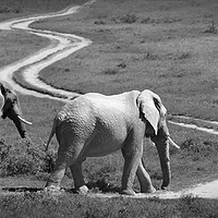 Buy canvas prints of Two elephants stroll past a winding road by Sue Hoppe