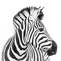 Buy canvas prints of Zebra on white background by Sue Hoppe