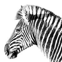 Buy canvas prints of Zebra side view on white by Sue Hoppe