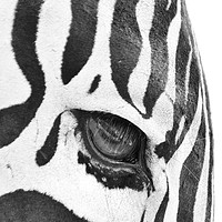 Buy canvas prints of Zebra's Eye by Sue Hoppe