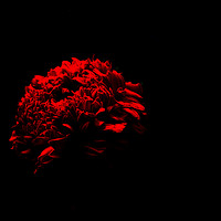 Buy canvas prints of Red Marigold by Dinil Davis