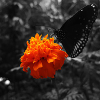 Buy canvas prints of Marigold flower with butterfly on it  by Dinil Davis