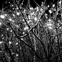 Buy canvas prints of Fairy lights  by Dinil Davis