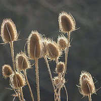 Buy canvas prints of Teazle  by Terry May