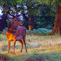 Buy canvas prints of Red Deer on Richmond Common by Lenscraft Images
