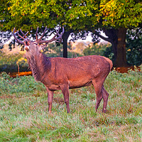 Buy canvas prints of Red Deer Stag Calling by Lenscraft Images