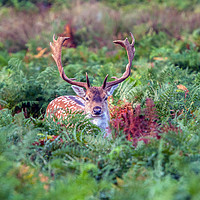 Buy canvas prints of Fallow Deer Buck playing hide and seek by Lenscraft Images