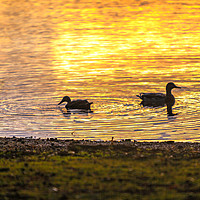 Buy canvas prints of Ducks backlit by a rising sun reflection by Lenscraft Images