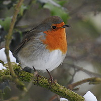 Buy canvas prints of           Spring Robin by Peter Ash