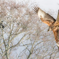 Buy canvas prints of Red Kite by Drew Davies