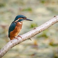 Buy canvas prints of Kingfisher by Drew Davies