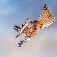 Buy canvas prints of Red Kite  by Drew Davies