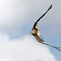 Buy canvas prints of Red Kite of Brecon Beacons by Drew Davies