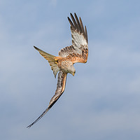 Buy canvas prints of Red Kite by Drew Davies