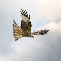 Buy canvas prints of Red Kite Portrait by Drew Davies