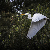 Buy canvas prints of Great Egret by Drew Davies