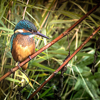 Buy canvas prints of Kingfisher at the Teifi by Drew Davies